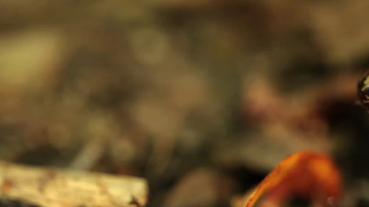 Stock Video Orange Frog Breathing Live Wallpaper