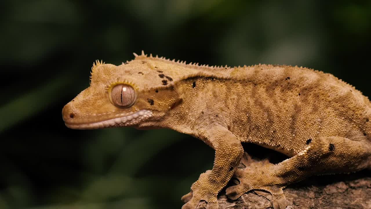 Stock Video Orange Gecko On A Tree Trunk Closeup Shot Live Wallpaper