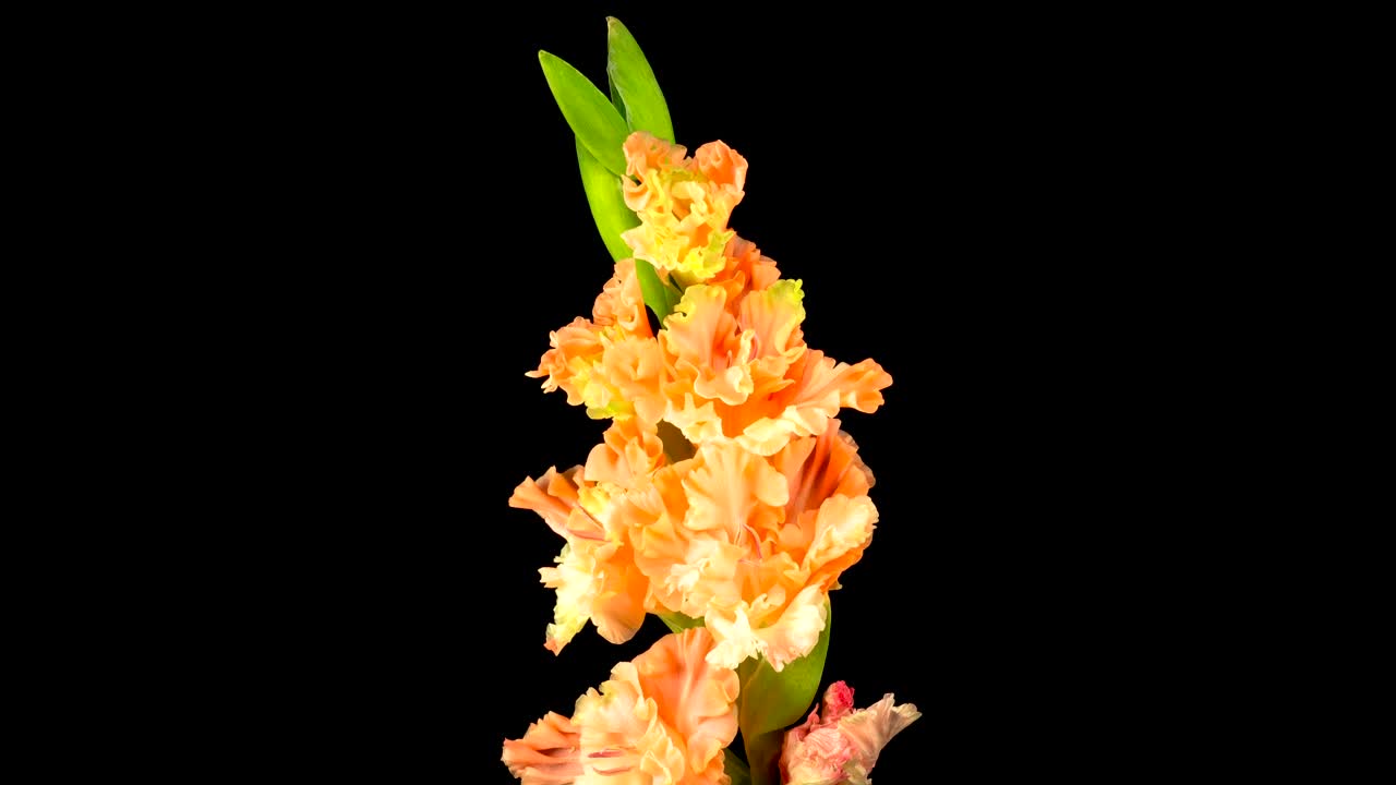 Stock Video Orange Gladiolus Flower Opens Live Wallpaper