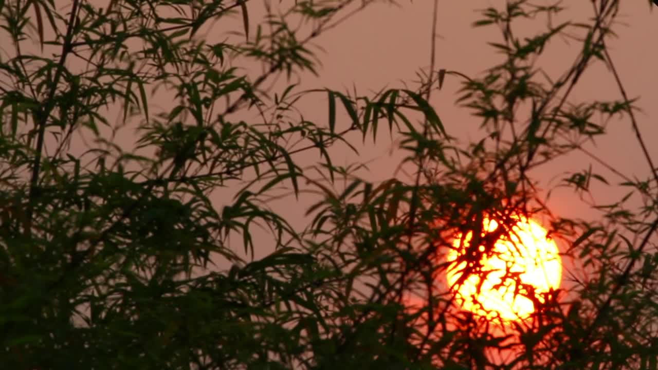 Stock Video Orange Sun Behind Leaves Live Wallpaper