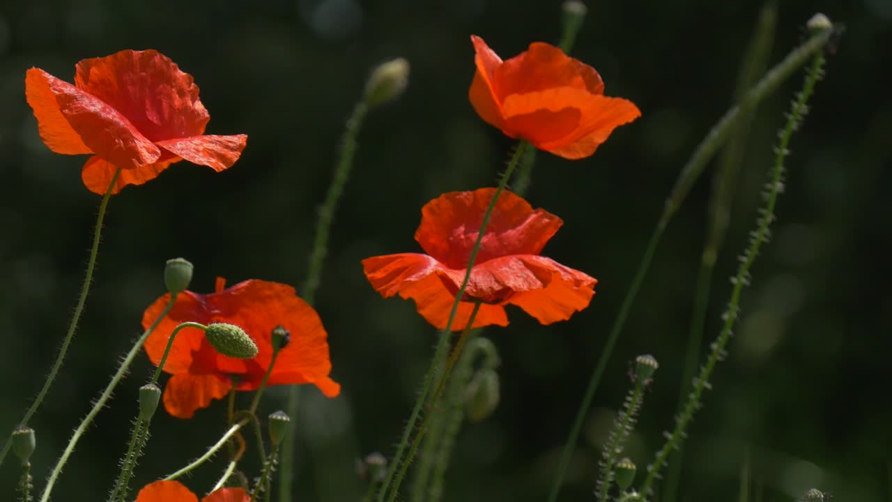 Stock Video Orange Wildflowers Moving With The Wind Live Wallpaper