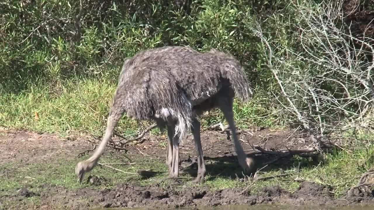 Stock Video Ostriches Searching For Food Live Wallpaper