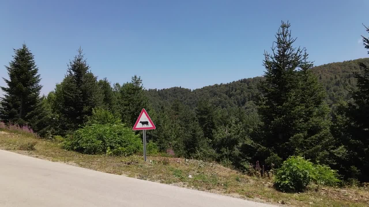 Stock Video Over A Pine Forest On A Sunny Day Live Wallpaper