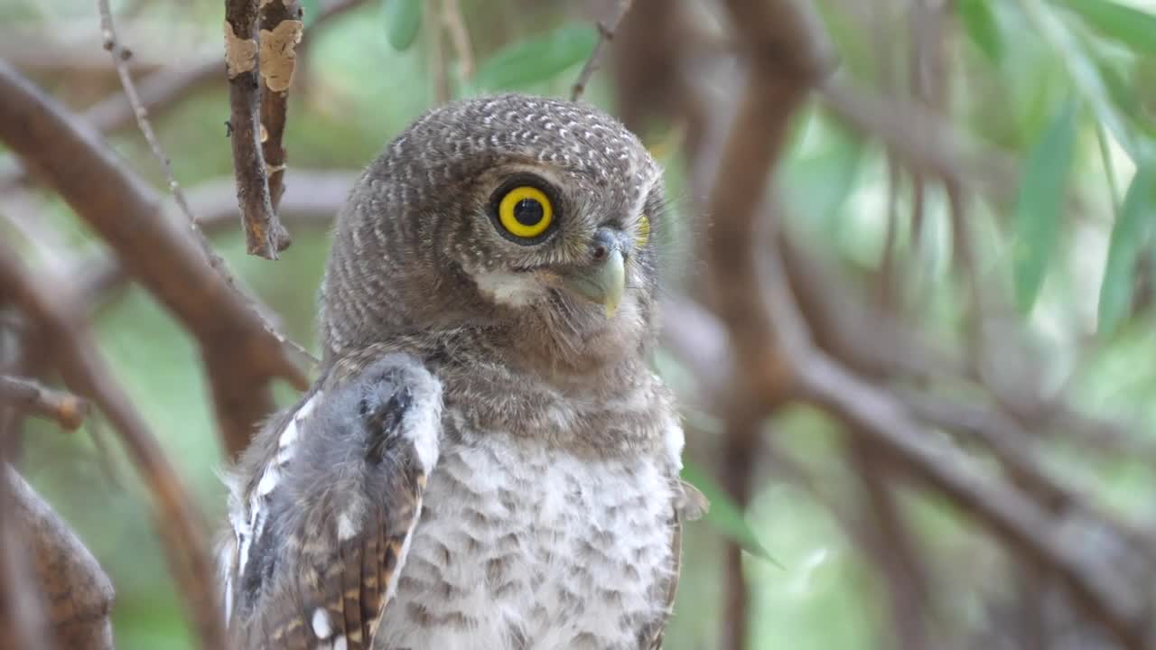 Stock Video Owl Hooting On A Tree Live Wallpaper