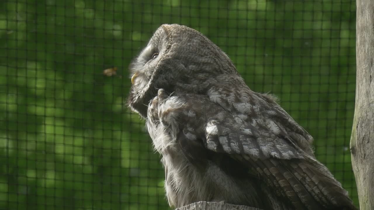 Stock Video Owl In Captivity In A Close Up Shot Live Wallpaper