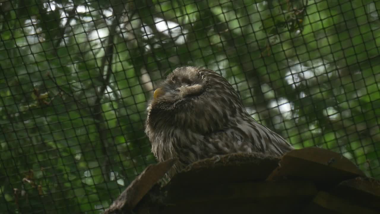 Stock Video Owl Inside A Cage In Nature Live Wallpaper
