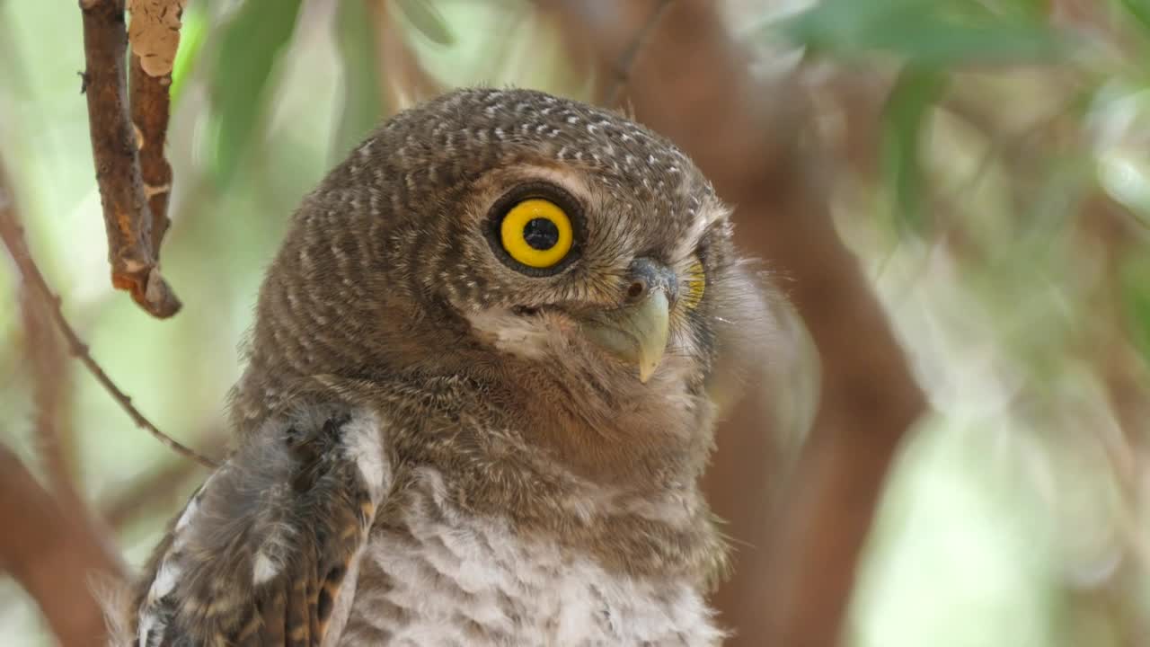 Stock Video Owl Looking Around Live Wallpaper