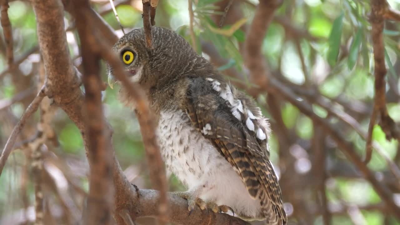 Stock Video Owl Standing In A Tree Live Wallpaper
