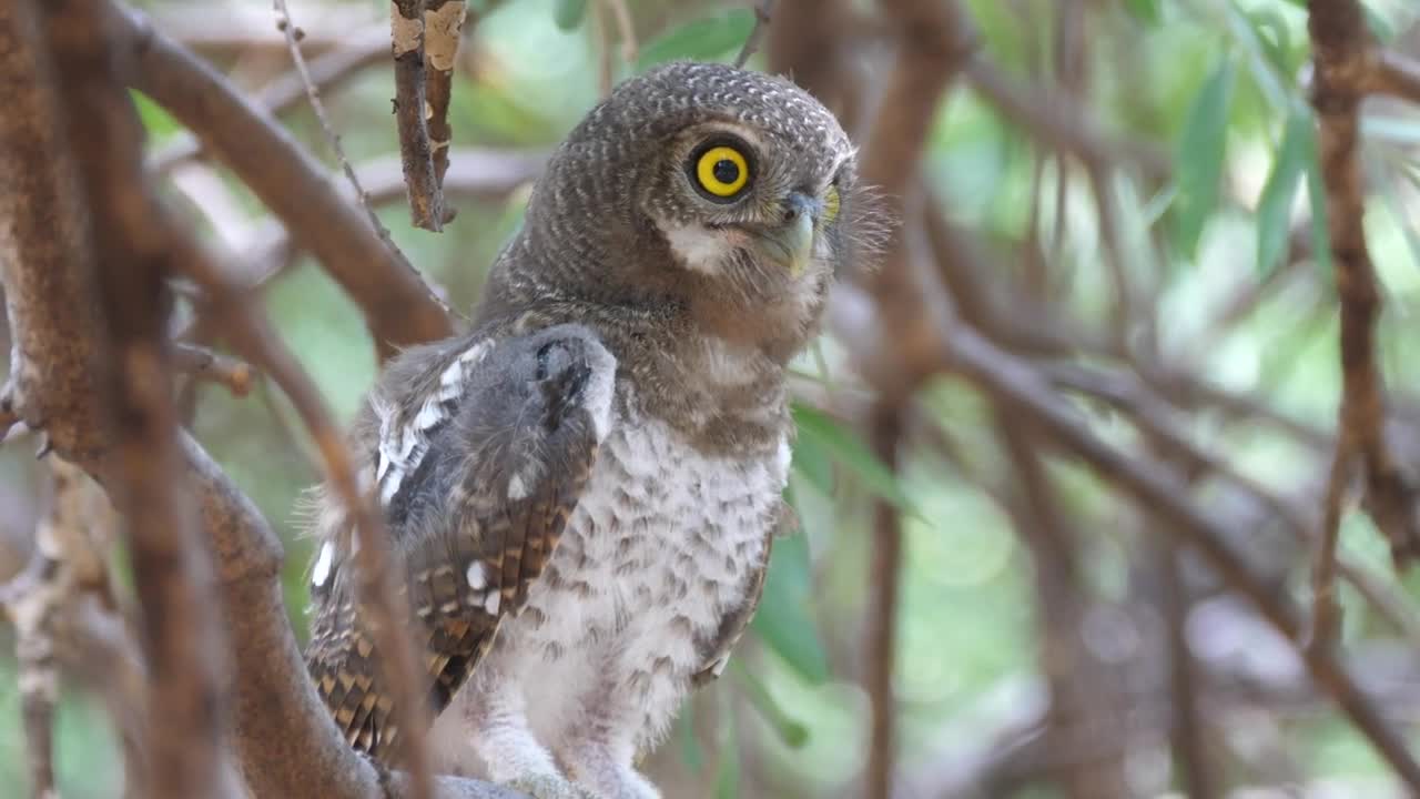 Stock Video Owl Standing On A Branch Live Wallpaper