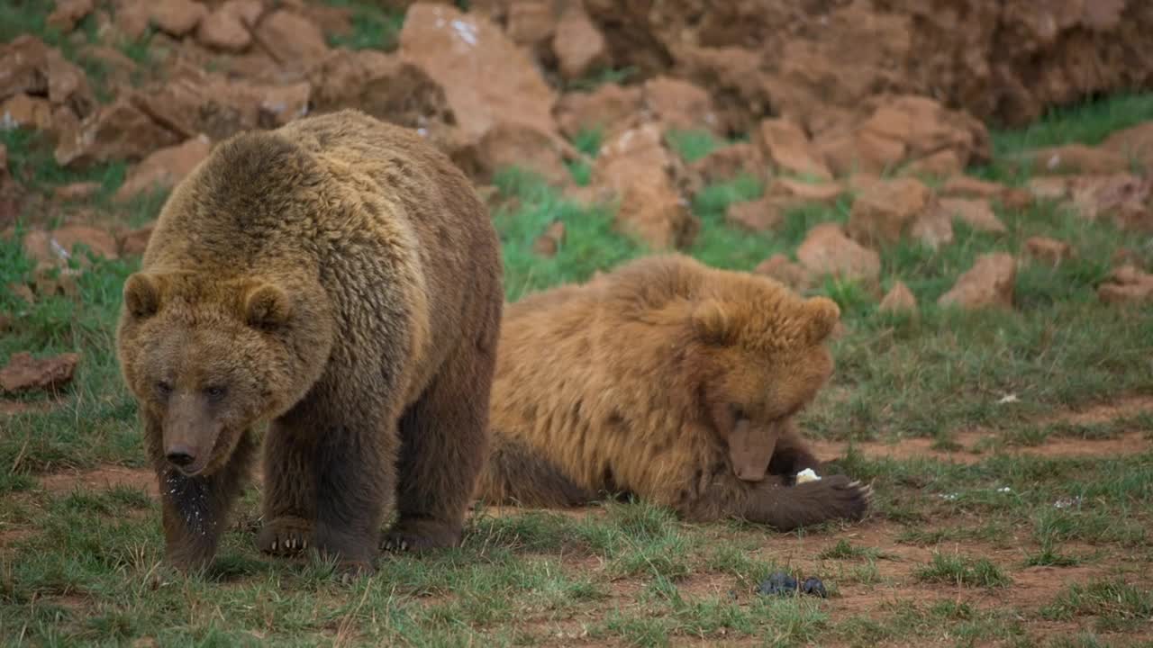 Stock Video Pair Of Brown Bears In The Field Live Wallpaper