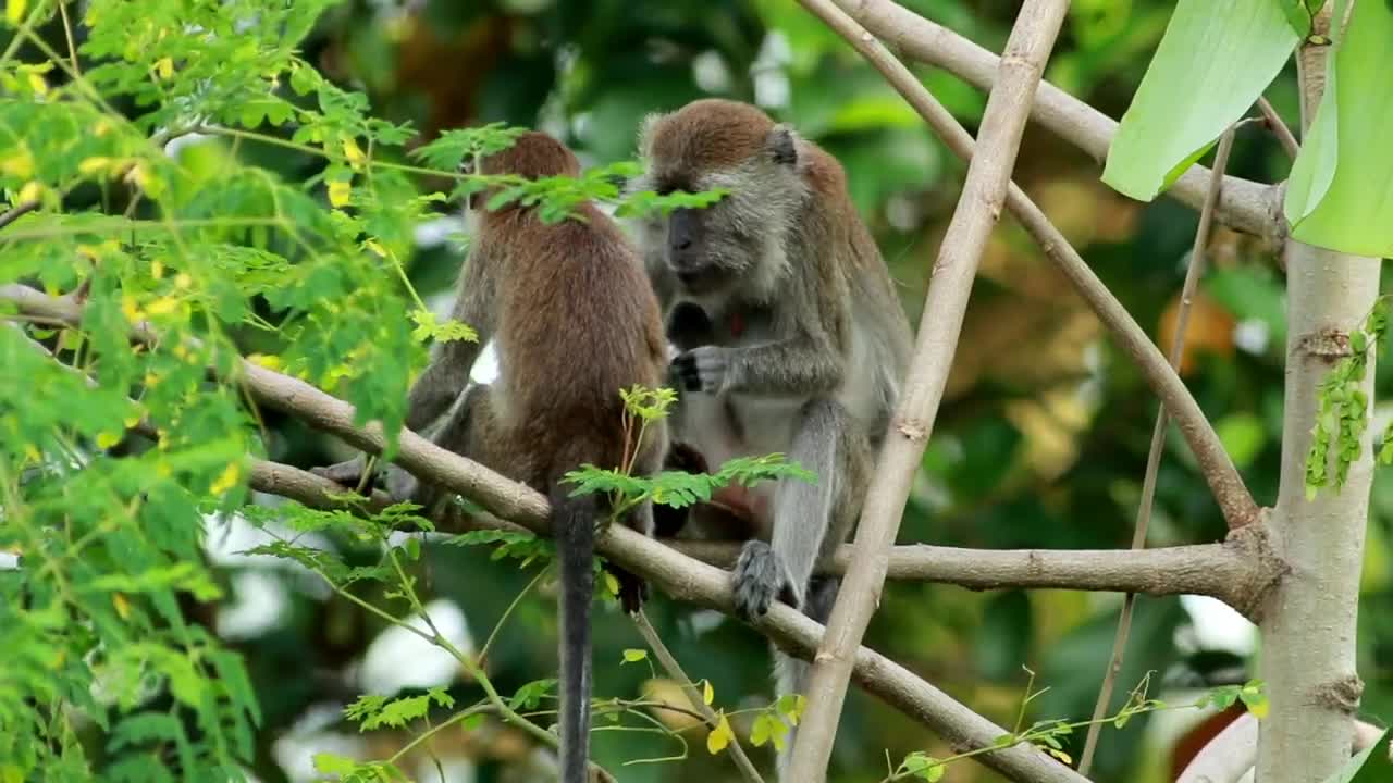 Stock Video Pair Of Monkeys In The Wild Live Wallpaper