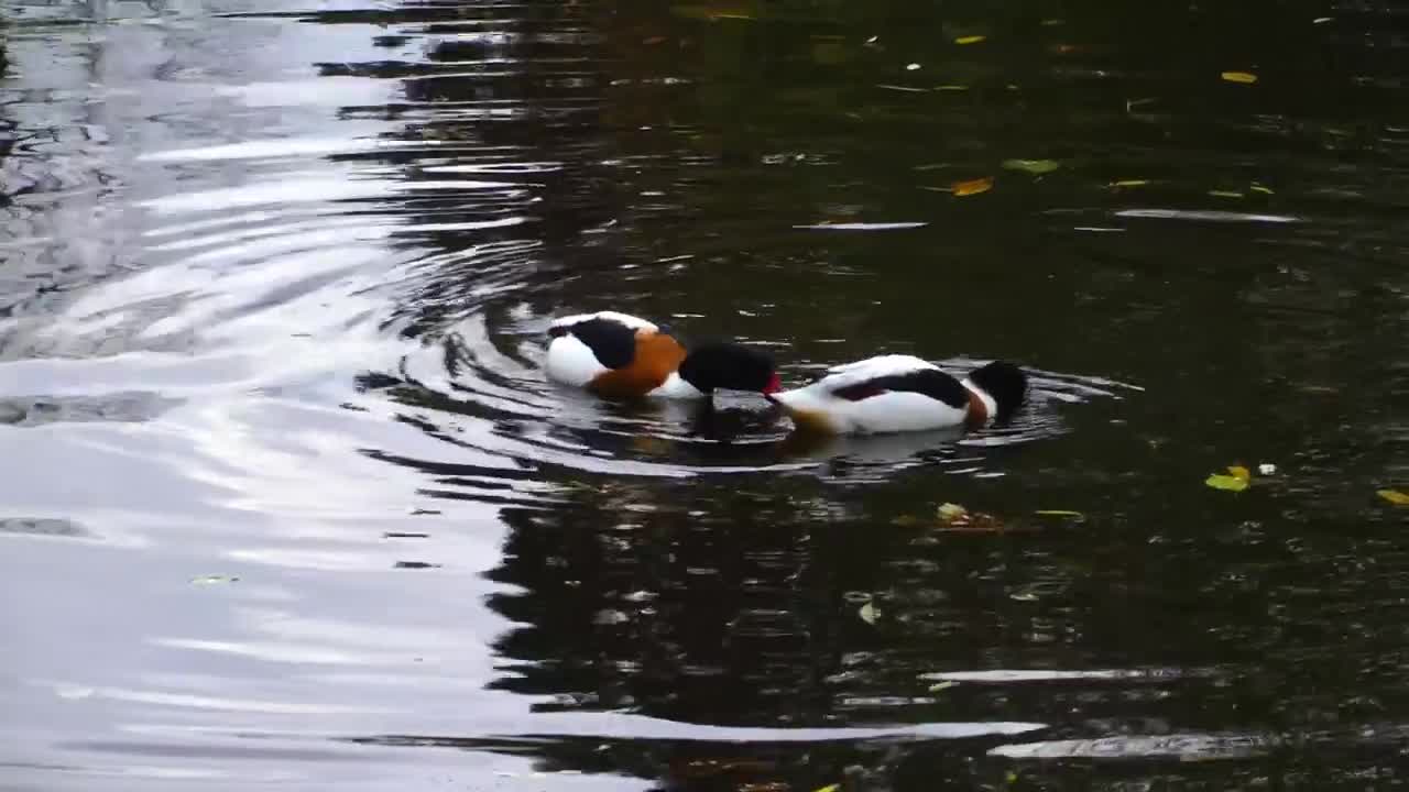 Stock Video Pair Of Wild Ducks Looking For Food In The Lake Live Wallpaper