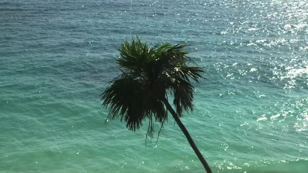 Stock Video Palm Leaning Over The Ocean Live Wallpaper