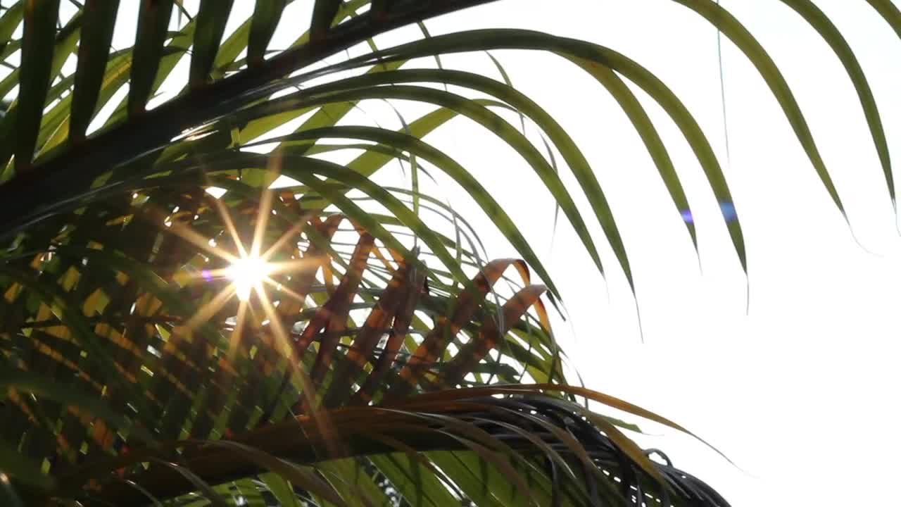Stock Video Palm Leaves And Sunshine Live Wallpaper