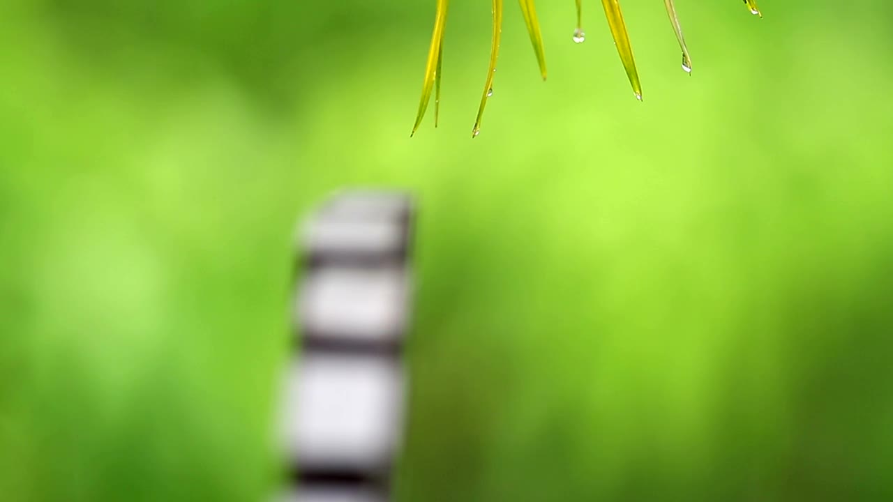 Stock Video Palm Leaves During The Rain Live Wallpaper
