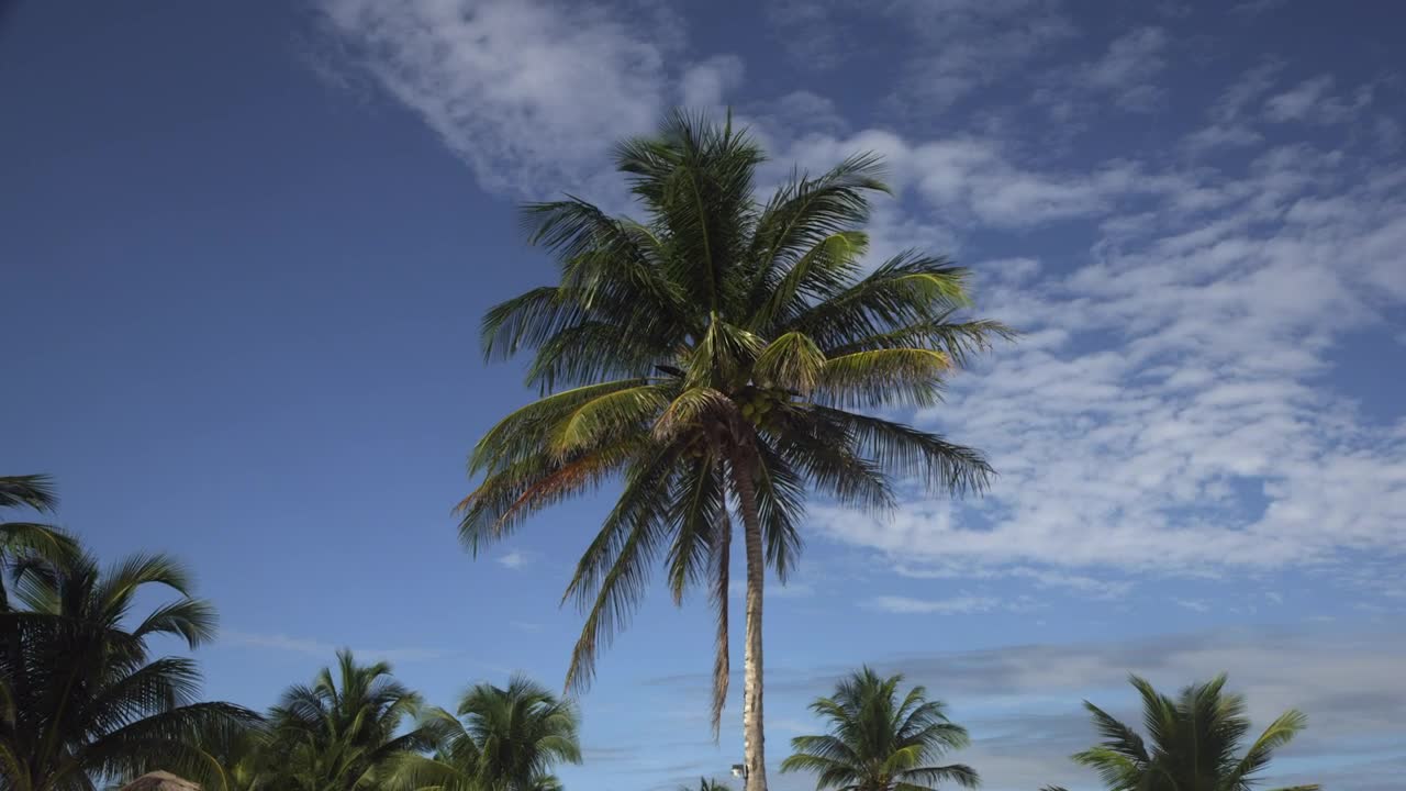 Stock Video Palm On A Beach In Mexico Live Wallpaper