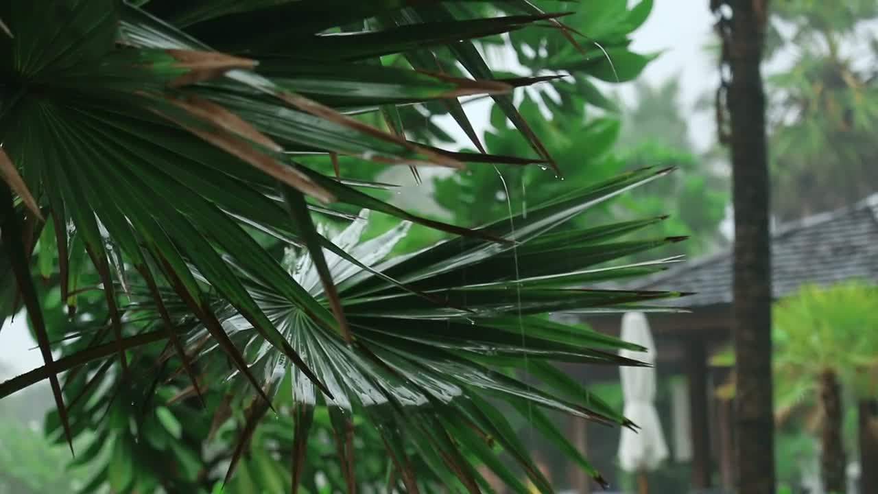 Stock Video Palm Plant Under The Rain Live Wallpaper