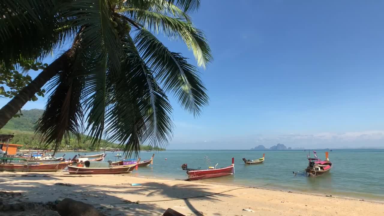 Stock Video Palm Shadows Across The Sand Live Wallpaper