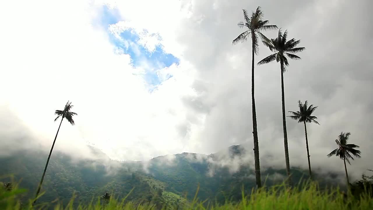 Stock Video Palm Trees In Nature Live Wallpaper