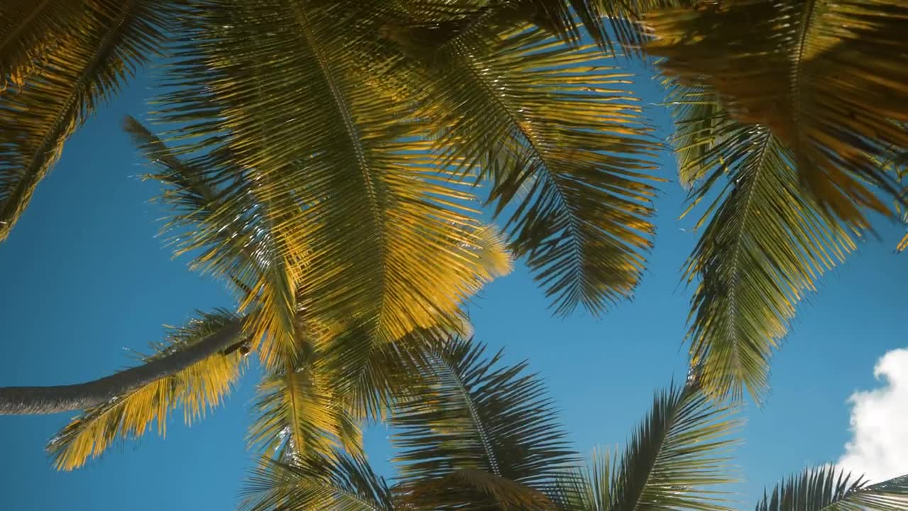 Stock Video Palm Trees Moving In The Wind Live Wallpaper
