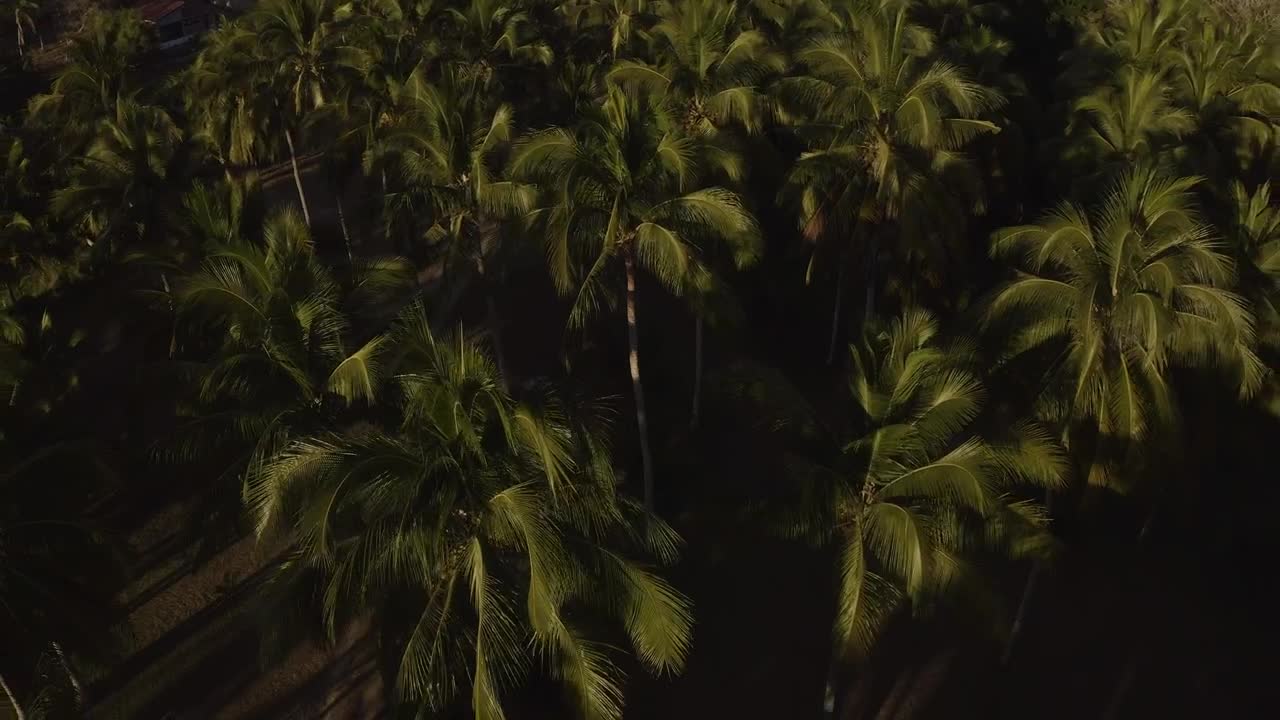 Stock Video Palm Treetops Live Wallpaper