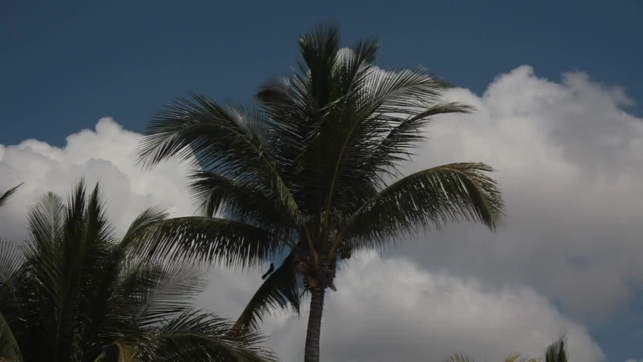 Stock Video Palms Blowing As A Storm Rolls In Live Wallpaper