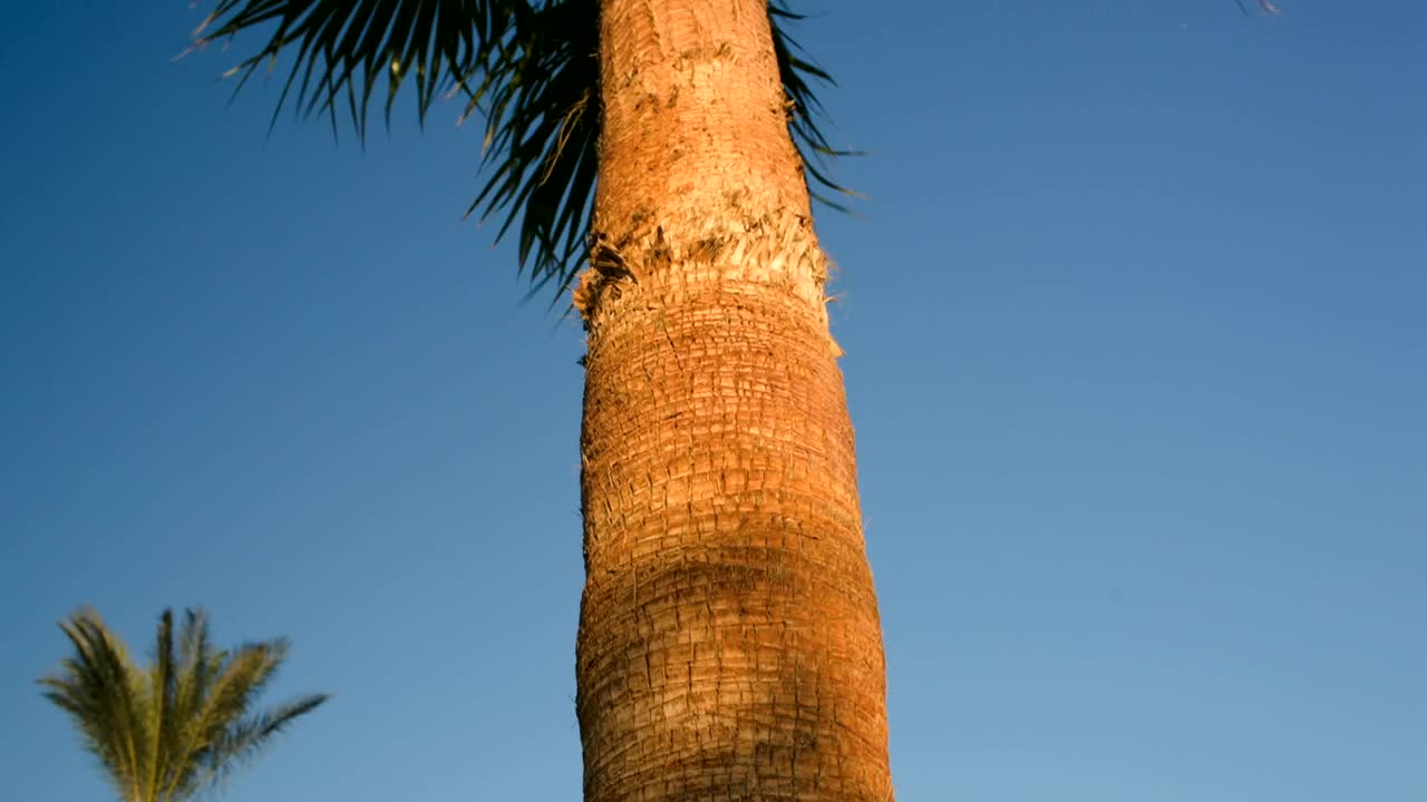 Stock Video Palms Blowing In A Tropical Wind Live Wallpaper