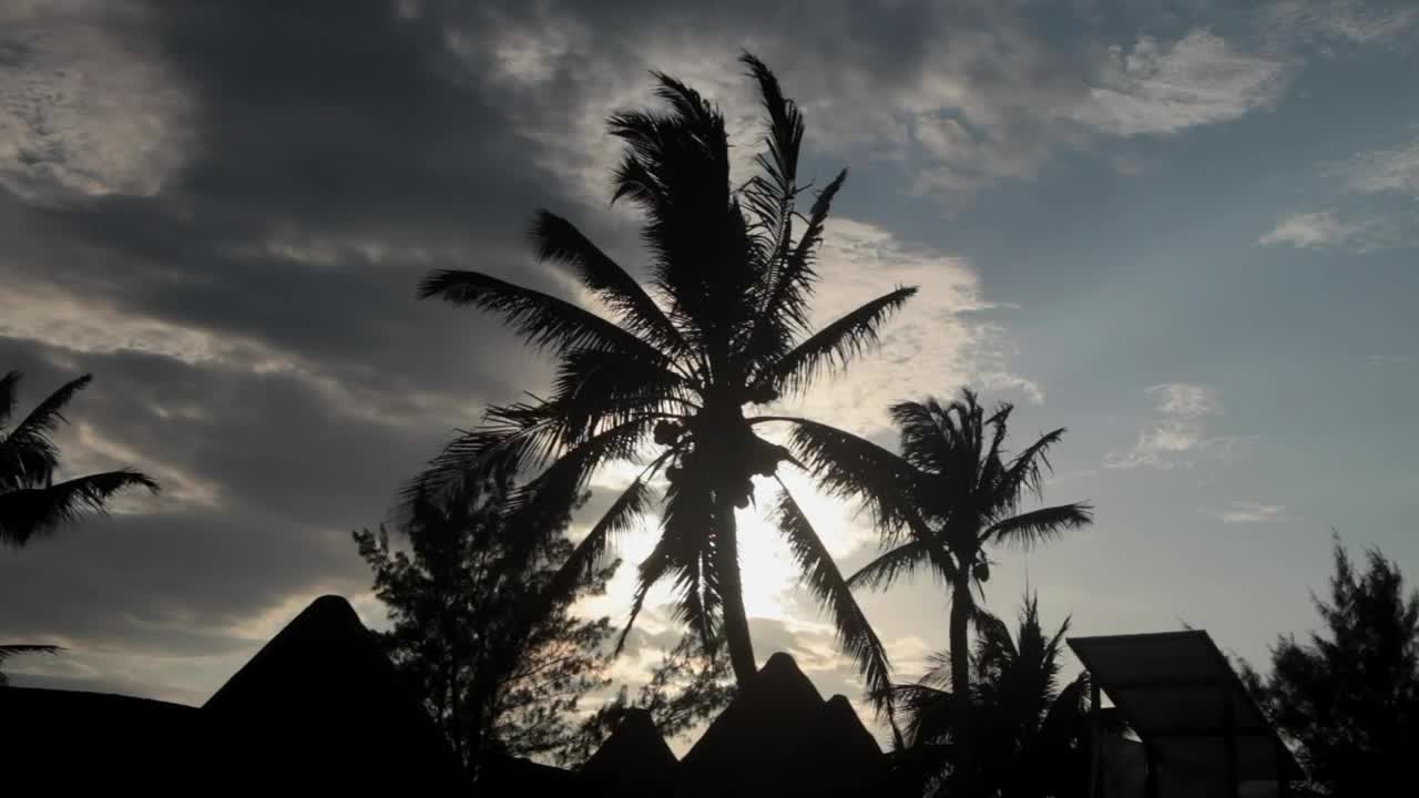 Stock Video Palms Blowing In The Wind Live Wallpaper