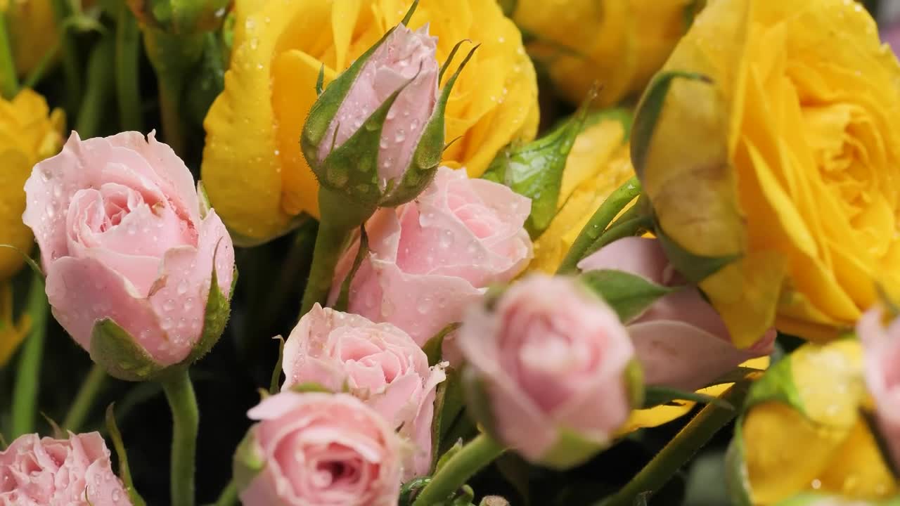 Stock Video Pan Shot Of Wet Flowers Close Up Live Wallpaper