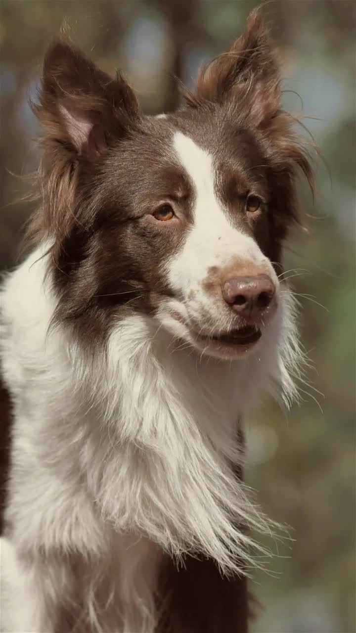 Stock Video Panting Dog Live Wallpaper