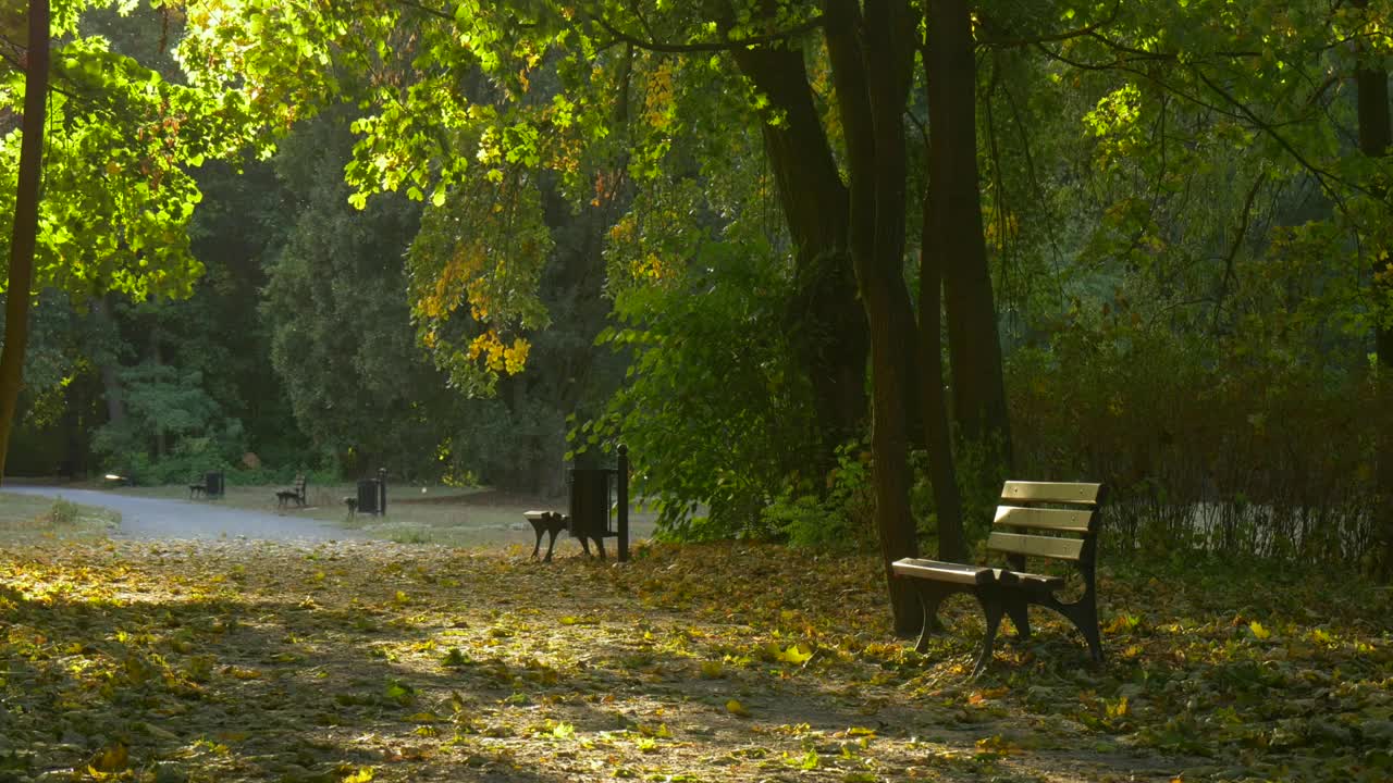 Stock Video Park And A Bench With Fallen Leaves Live Wallpaper