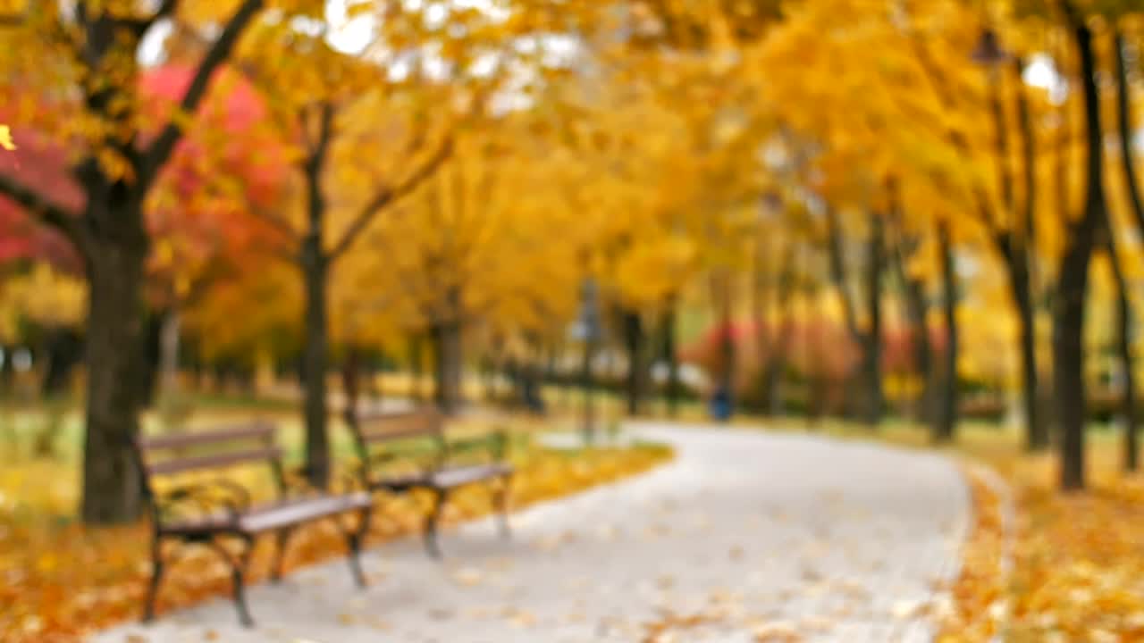 Stock Video Park During Fall Covered With Dry Leaves Live Wallpaper