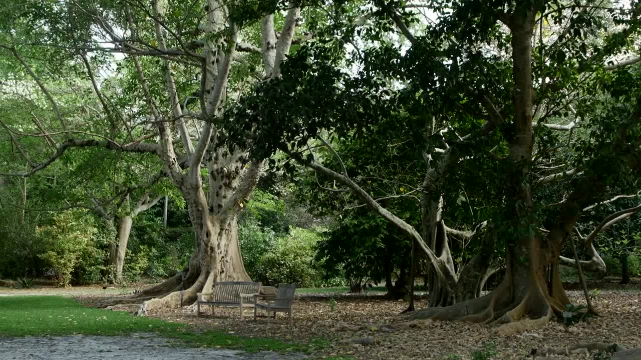Stock Video Park With Tropical Trees Live Wallpaper