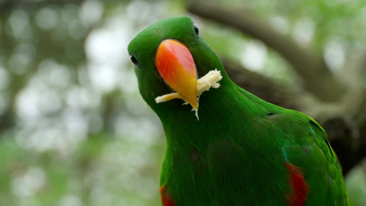Stock Video Parrot Eating Close Up Live Wallpaper