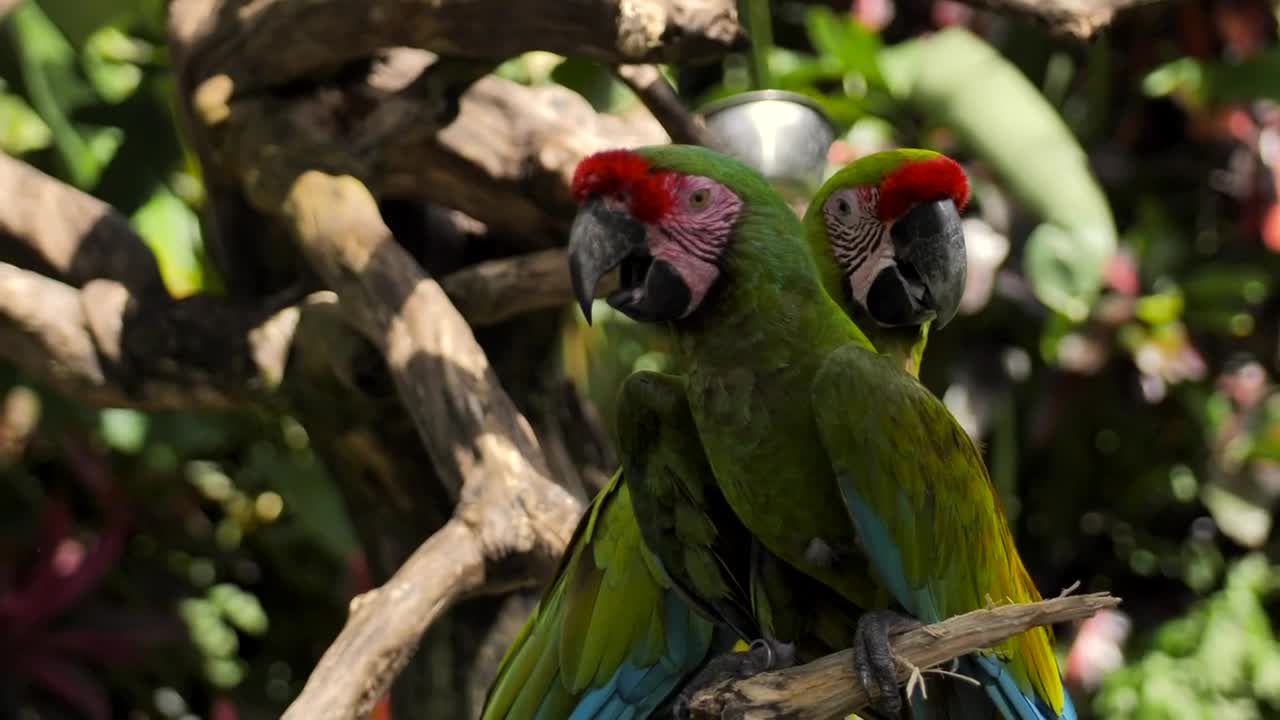 Stock Video Parrots On A Branch In A Nature Reserve Live Wallpaper