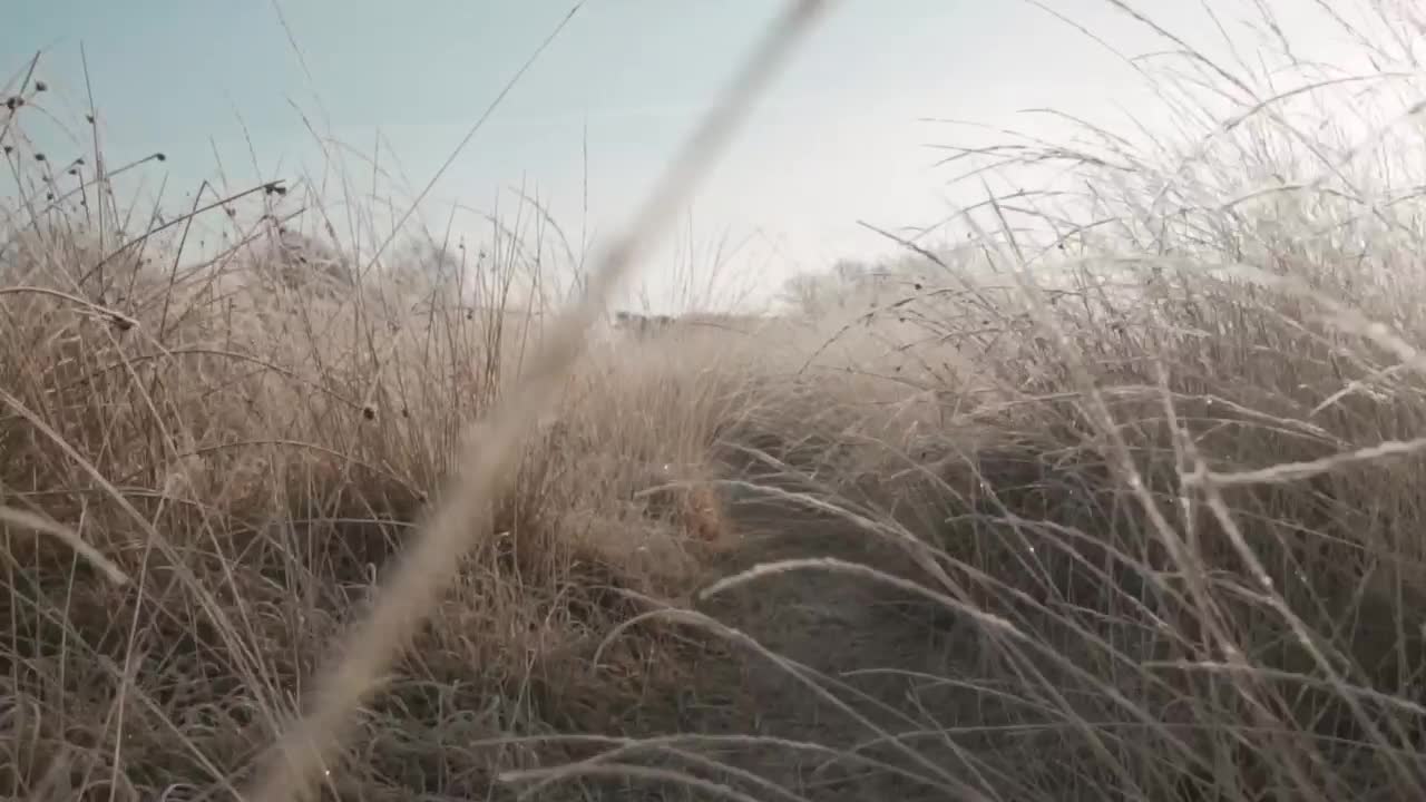 Stock Video Passing Through Dry Grass In A Forest Live Wallpaper