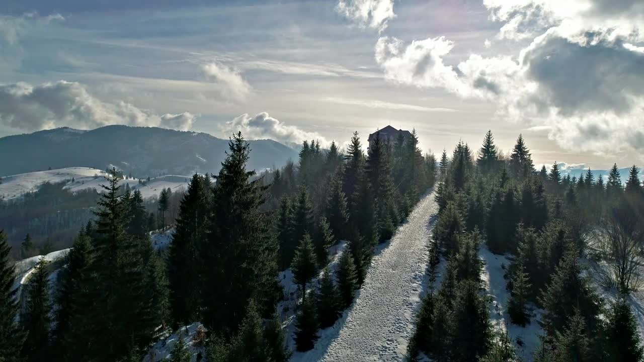 Stock Video Path Among The Pines Of A Mountain In Winter Live Wallpaper