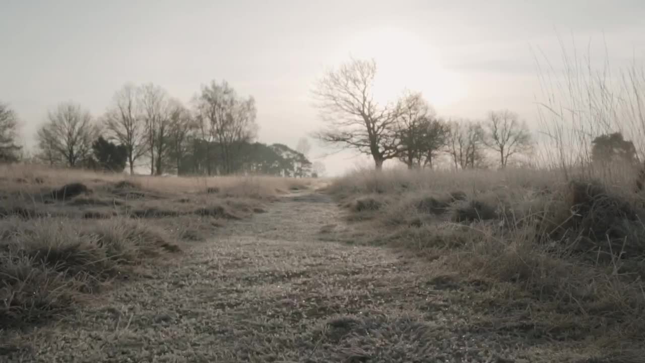 Stock Video Path In A Forest During Winter Live Wallpaper