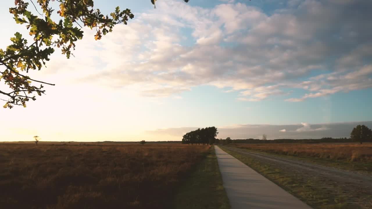 Stock Video Path In A Forest Live Wallpaper
