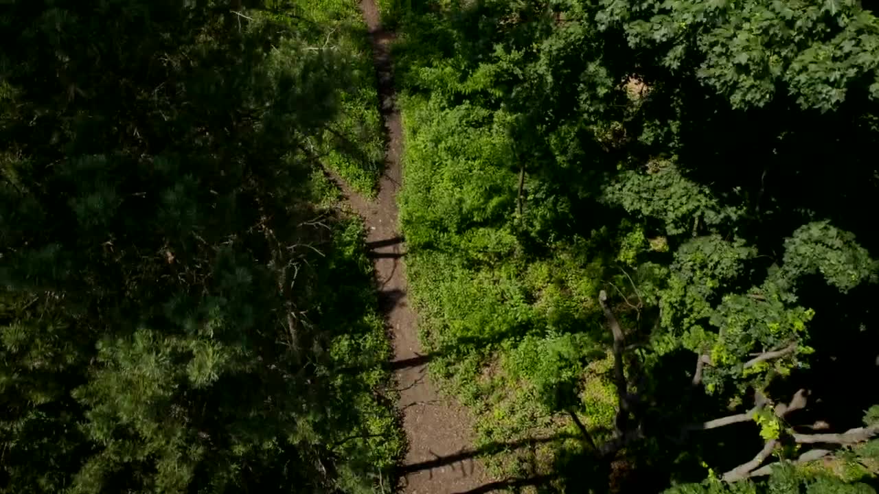 Stock Video Path In The Forest Aerial Shot Live Wallpaper