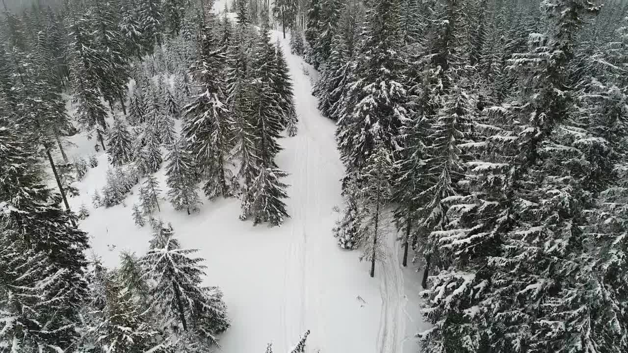 Stock Video Path In A Snowy Forest In The Mountains Live Wallpaper