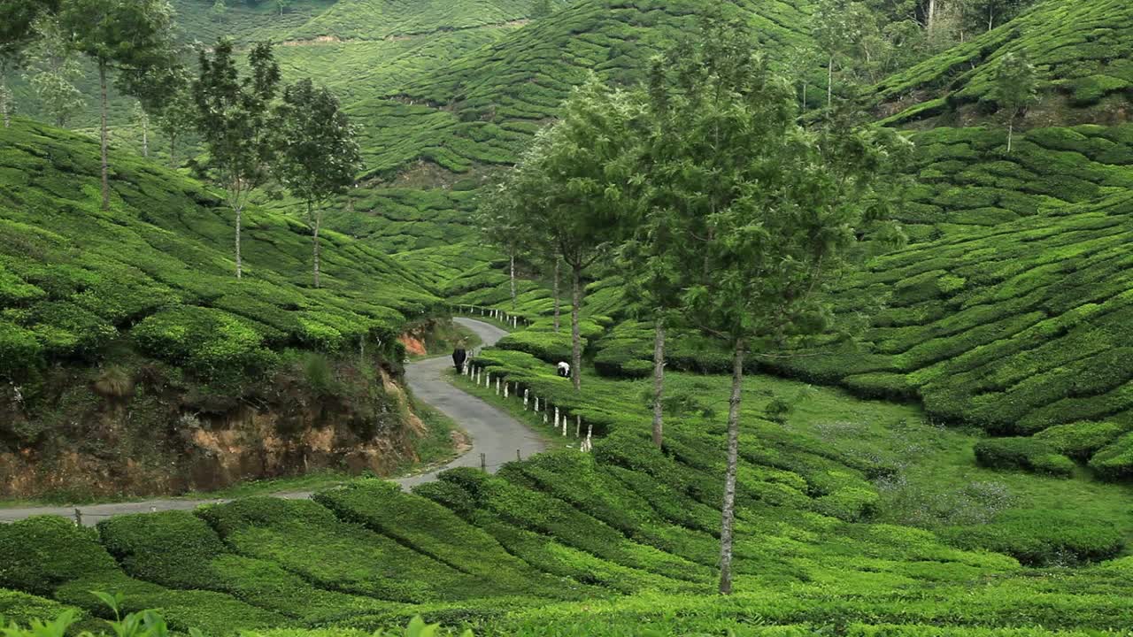 Stock Video Path In The Green Countryside Live Wallpaper