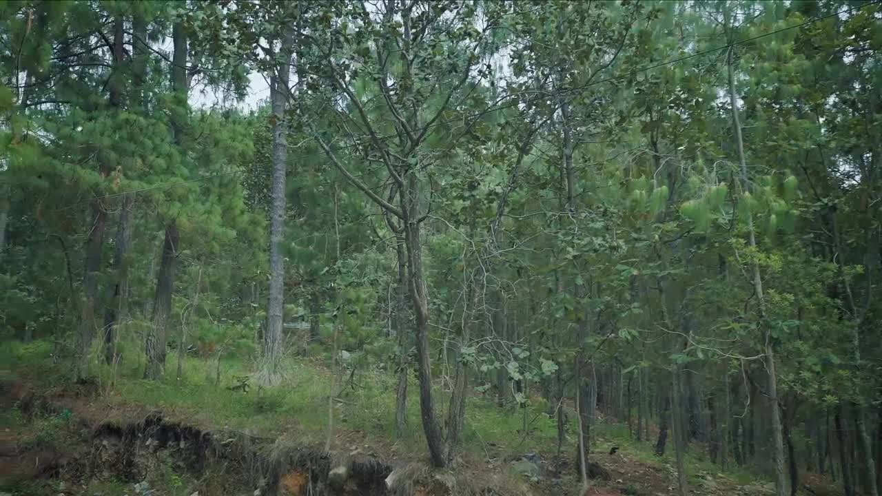 Stock Video Path In The Middle Of A Forest Surrounded By Many Live Wallpaper