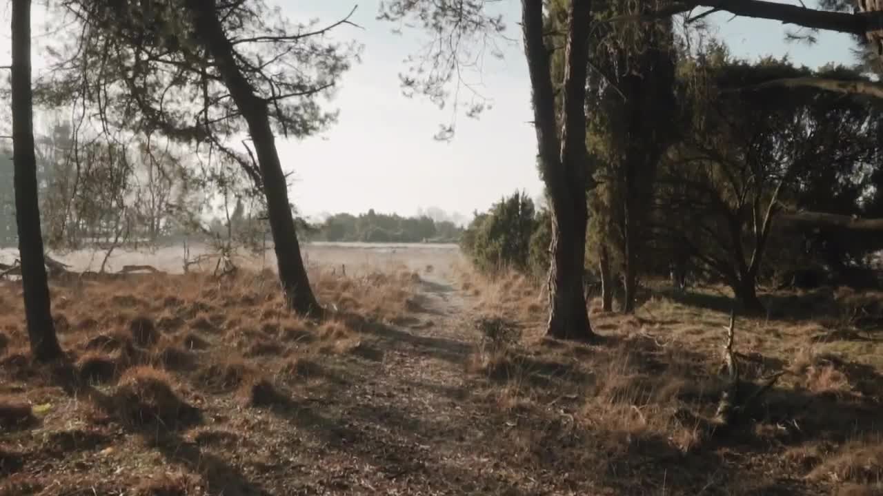 Stock Video Path Running Through Dry Grass Live Wallpaper