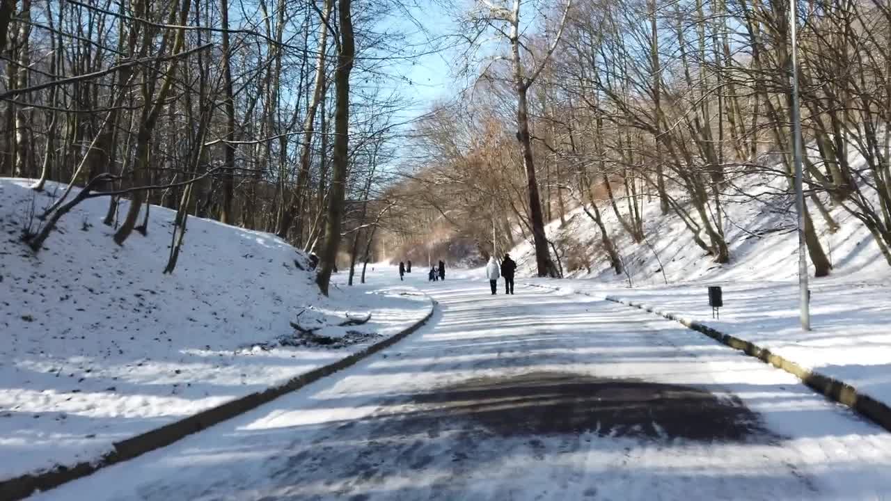 Stock Video Path Through A Snowy Forest Of Dry Trees Live Wallpaper