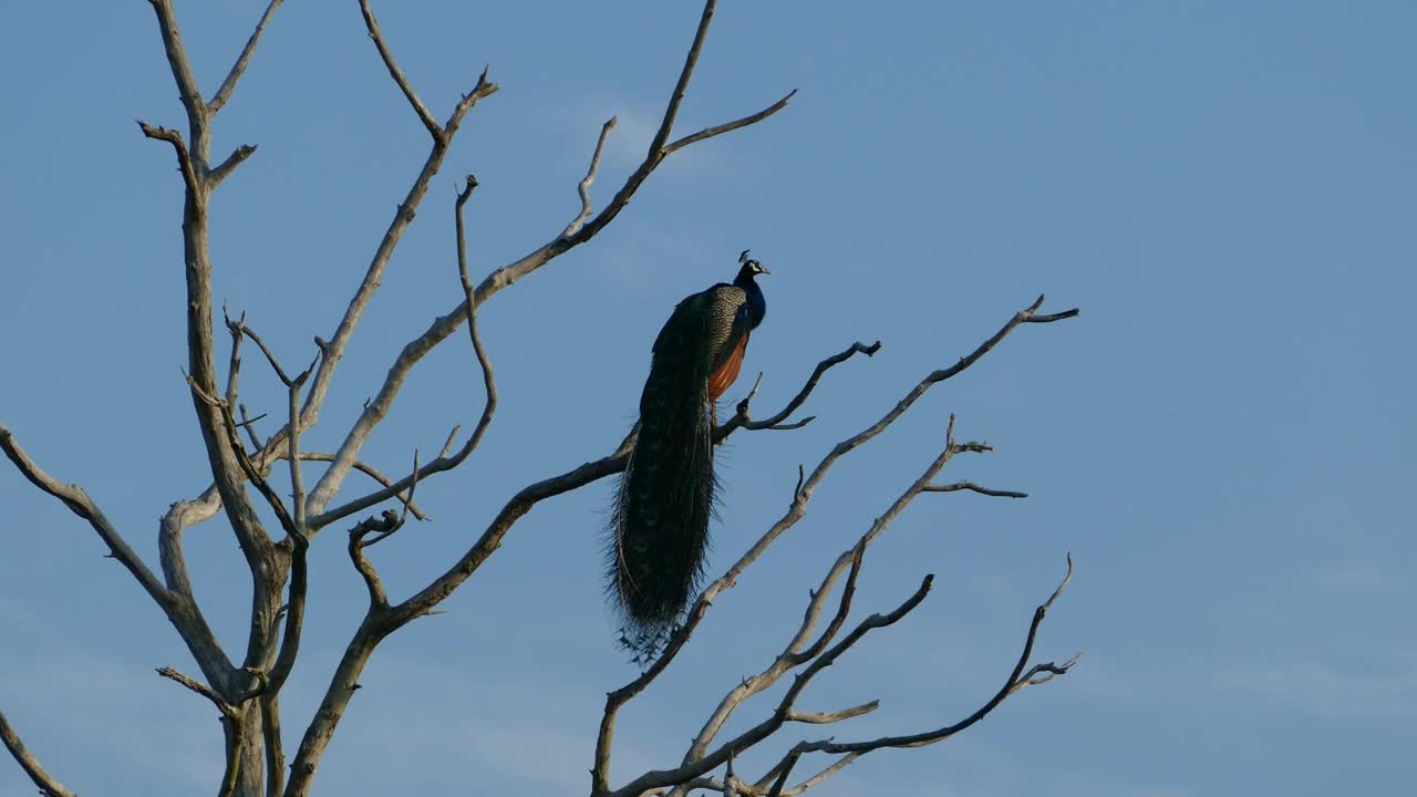 Stock Video Peacock In A High Tree Branch Live Wallpaper