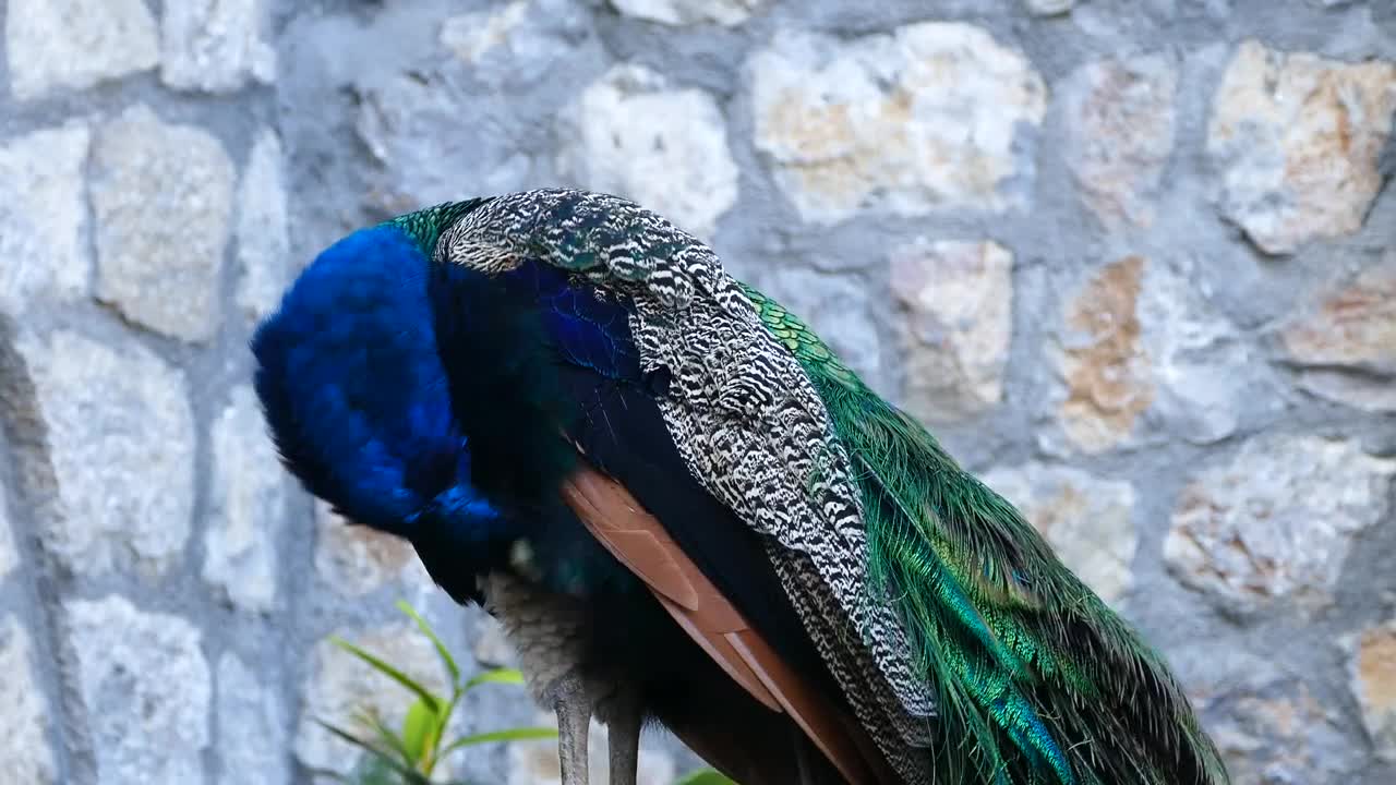 Stock Video Peacock Looking Around Live Wallpaper