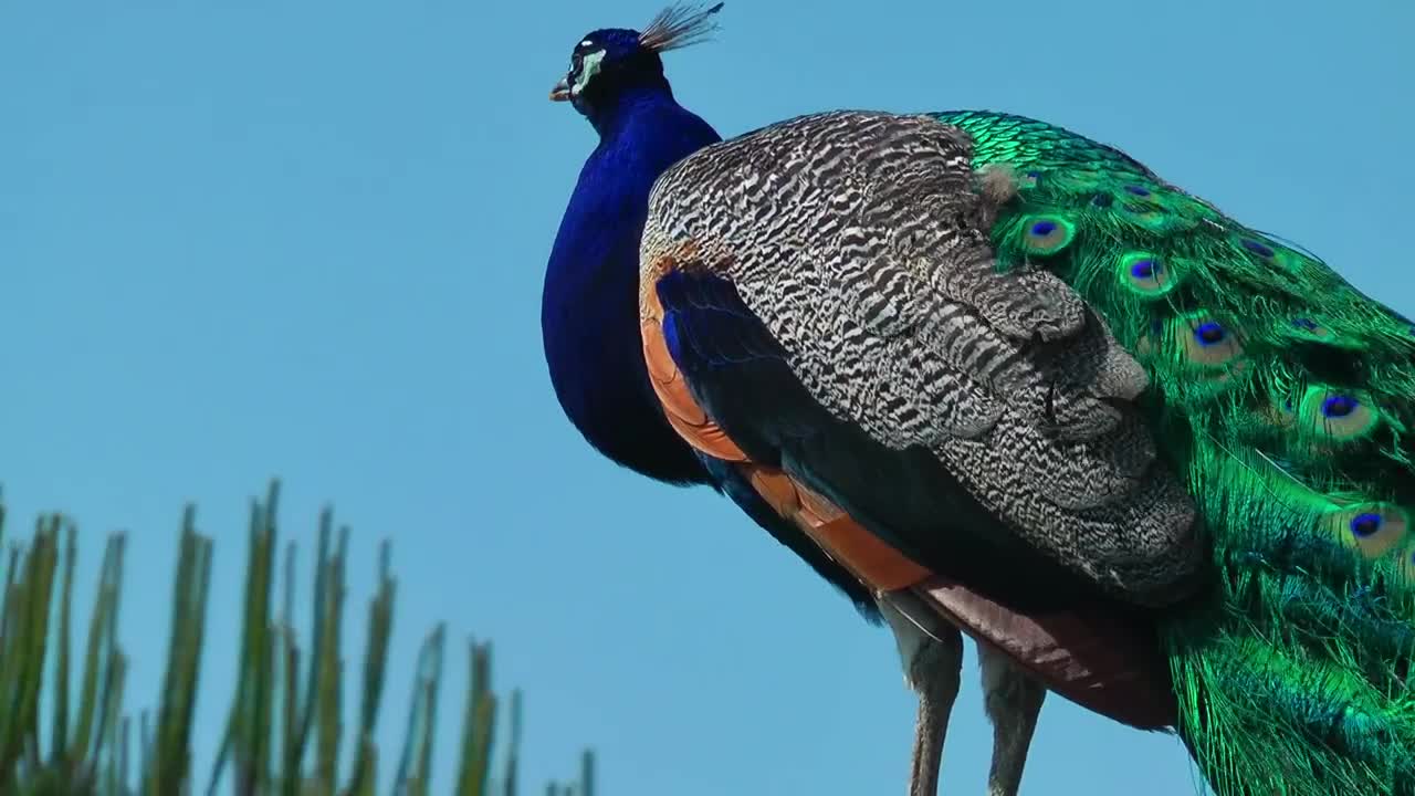 Stock Video Peacock Standing With The Sky In The Background Low View Live Wallpaper