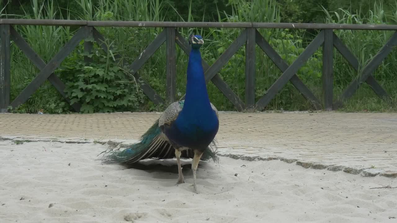 Stock Video Peacock Walking On Sand Live Wallpaper