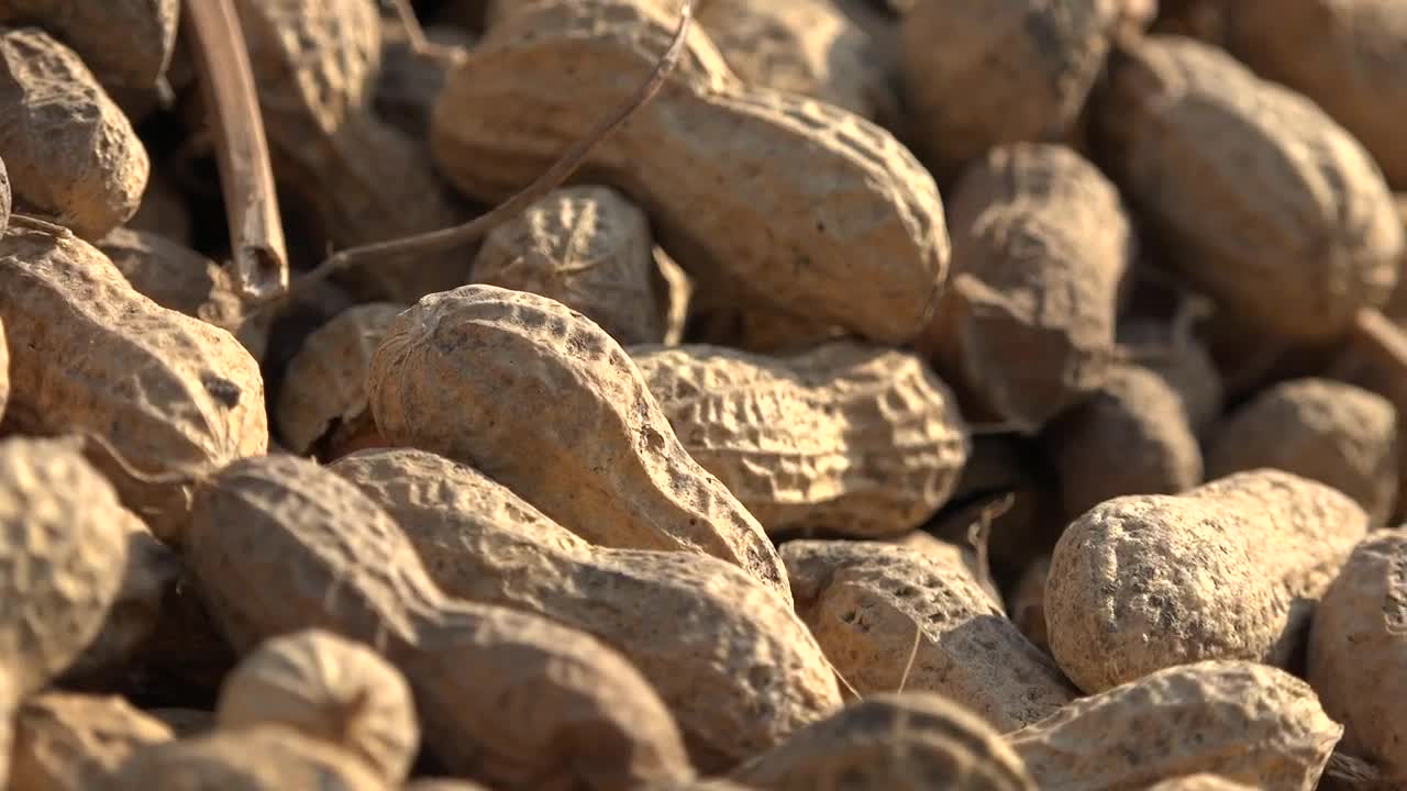 Stock Video Peanuts Close Up Live Wallpaper